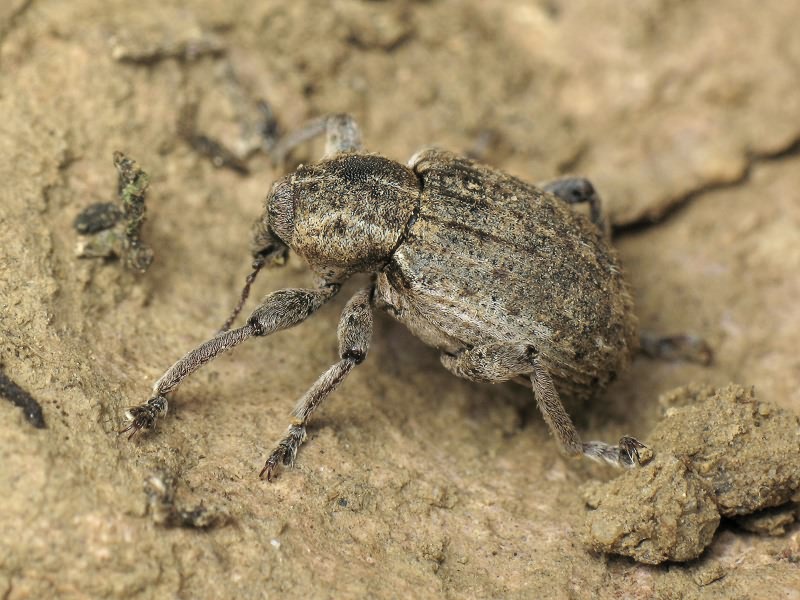 Brachypera zoilus (Scopoli, 1763)